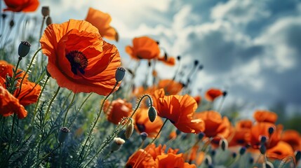 Enchanting Poppies - Outdoor Delight with Captivating Bokeh Background