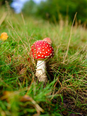  Roter Fliegenpilz mit weißen Punkten auf grüner Wiese