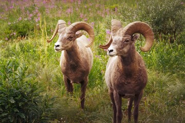 Majestic Bighorn Sheep Standing Amongst Wildflowers in Lush Meadow