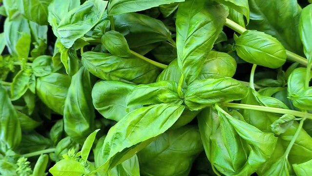 Fresh green basil leaves in the vegetable garden. Classic aromatic Italian herb for tasty salads and sauces. Perfect spice for Mediterranean cuisine. Close up view, 4k, selected focus. Zoom out effect