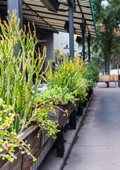 Vertical view of succulent plants in planters in restaurant outdoor dining patio with copy space