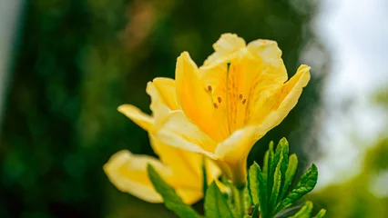 Plexiglas foto achterwand 黄色のツツジの花 © S造園