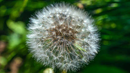 タンポポの綿帽子