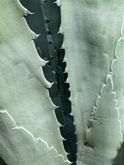 Shadows In The Heart Of The Agave