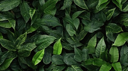  a close up of a green leafy plant with lots of green leaves on the top and bottom of it.