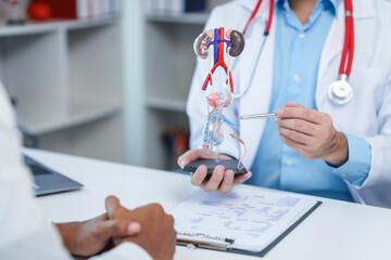 close-up of male patient consultation with doctor, explaining model of reproductive system, possibly discussing prostate cancer, cystitis, or urinary tract infection.