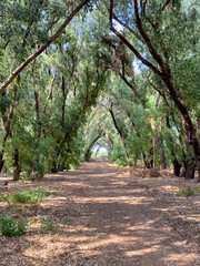 Tree Tunnel At Caesarea