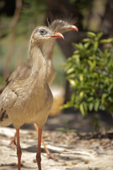 Fototapeta premium Cariamidae. Cariama cristata, A seriema is a cariamiform bird from the family Cariamidae.