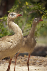 Cariamidae. Cariama cristata, A seriema is a cariamiform bird from the family Cariamidae.