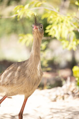 Cariamidae. Cariama cristata, A seriema is a cariamiform bird from the family Cariamidae.