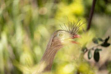 Cariamidae. Cariama cristata, A seriema is a cariamiform bird from the family Cariamidae.