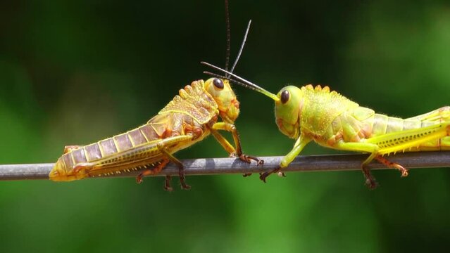 grasshopper on a leaf