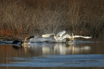 A trumpeter swan chases away another while a Canada goose escapes from the ruckus. 