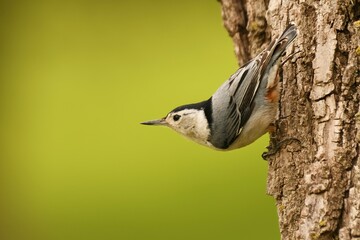 White-breasted nuthatch on a tree, with a spring green background.