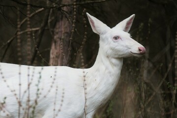 White deer with a forest background.