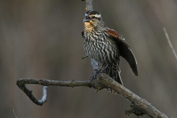 Female red-winged blackbird vocalizing with wings spread, revealing bronze-colored patches.