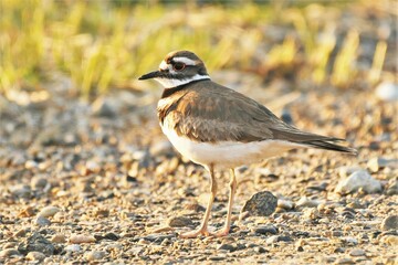 Killdeer standing on rocky area.