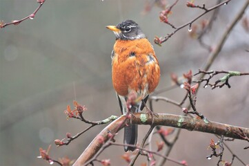 Wet American robin in a crab apple tree in the rain.