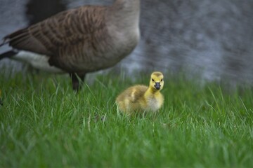 Canada gosling in front of mother in grass near water.