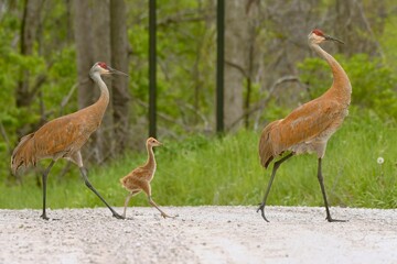 Eastern sandhill cranes, parents and a colt, striding across a gravel road.