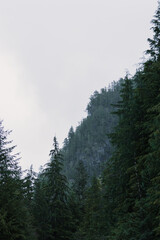 Obraz premium Forest Landscape with fog