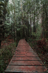 Obraz premium Trees in West Coast Forest with wooden path