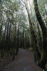 Fototapeta premium Trees in West Coast Forest with wooden path