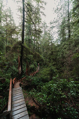 Trees in West Coast Forest with wooden path