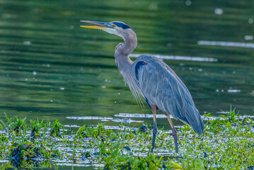 Great Blue Heron