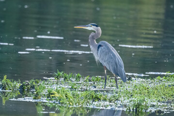 Great Blue Heron