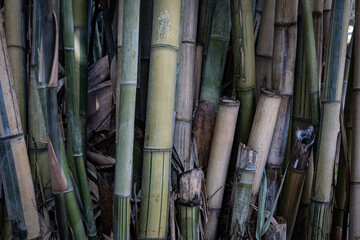 Multiple bamboo stems as a background