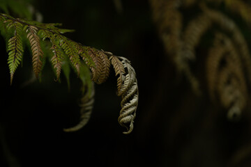 fern in water