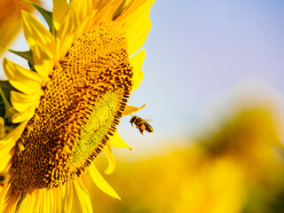 Honey bee collecting pollen at yellow flower.