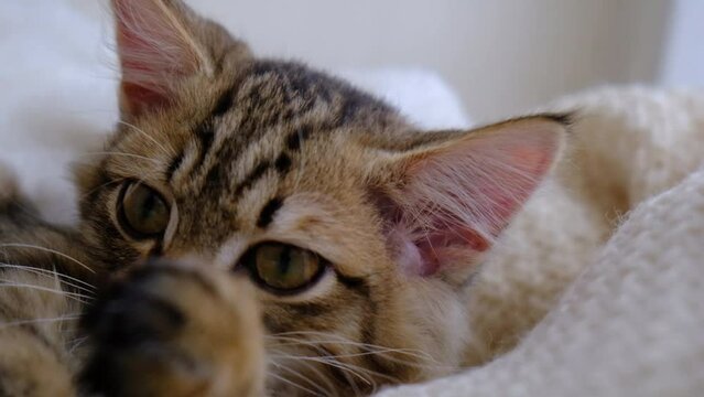Domestic cat, kitten shaking head and ears. Close up.  Ear mites, allergies,  infection disease 