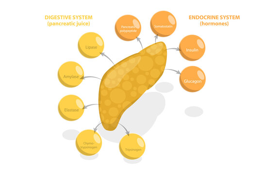 3D Isometric Flat  Illustration of Pancreas Function, Digestive System