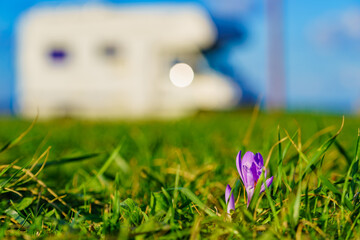 Crocus flower and caravan camping on nature