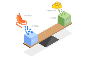 3D Isometric Flat  Illustration of Leptin And Ghrelin, Human Endocrine System - obrazy, fototapety, plakaty