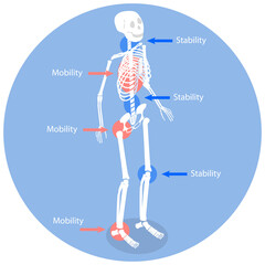 3D Isometric Flat  Illustration of Joint Stability Or Body Mobility , Human Skeleton Movement and Position