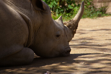 Obraz premium rhino in the wild