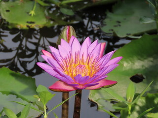 Wild lotus flowers in the pond