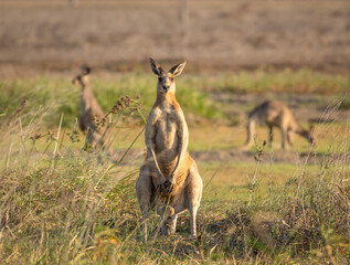 A muscular male Eastern Grey Kangaroo guards its females diligently in a field in Emu Park on the East coast of Australia.