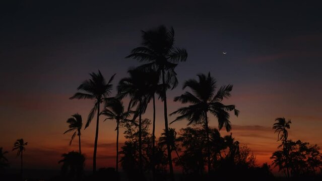 Silhouettes of palm trees against beautiful night sky. Palm trees sway in the wind. Picturesque tropical landscape at sunset.