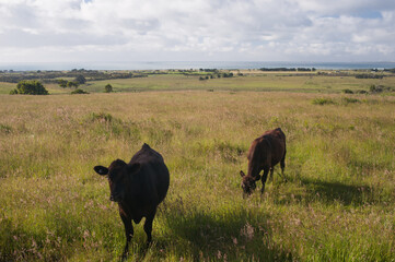 Cattle in the pasture next to the sea