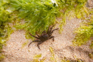 Small Crab Up Close