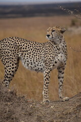 cheetah in the savannah - Kenya