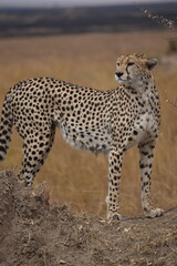 cheetah on a safari 