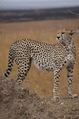cheetah in masai Mara