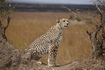 cheetah in serengeti