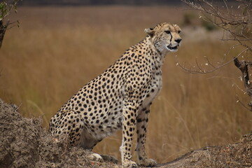 cheetah in the nature