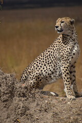 cheetah in serengeti national park